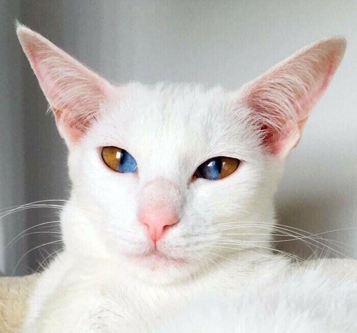 7. Эта потрясающая кошка с поразительными двухцветными глазами. Они достались ей из-за редкого генетического заболевания