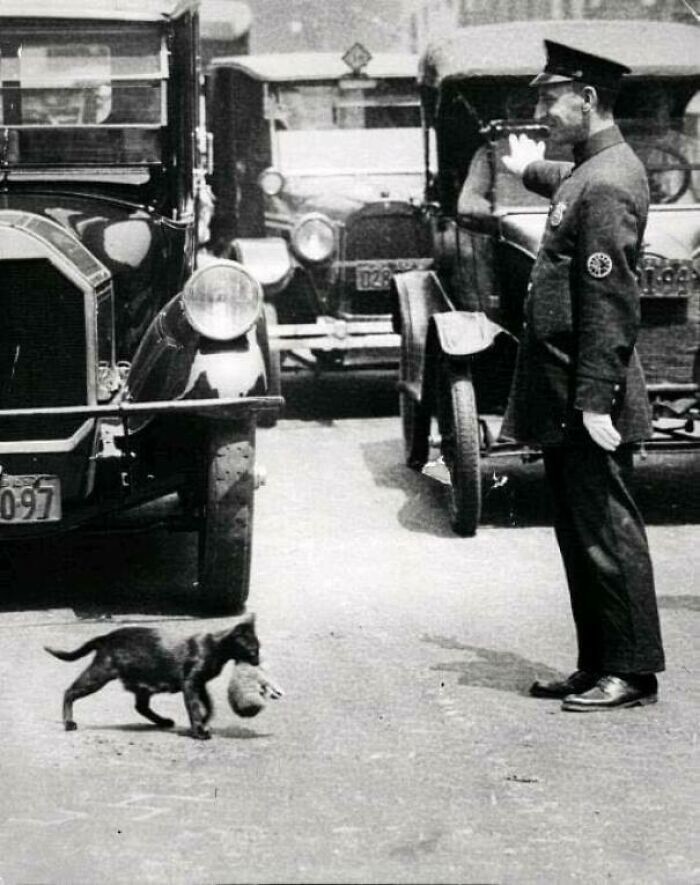 3. Полицейский останавливает движение, чтобы кошка могла перенести котенка через улицу, 1925 год