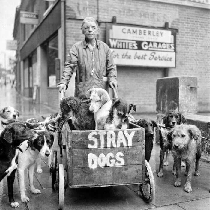 1. Кэмберли Кейт и ее бродячие собаки в Англии. За всю свою жизнь она ни разу не отвернулась от бездомной собаки и помогла более чем 600 животным (1962)