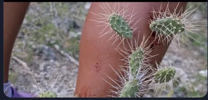 Падение с велосипеда в кактусовых зарослях
