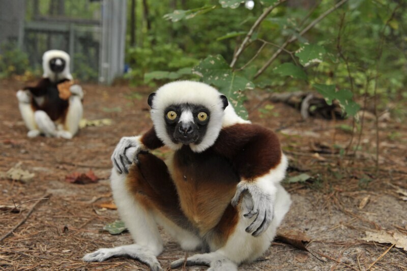 ​18 фото сифак, самых веселых приматов планеты, которым жизнь в удовольствие