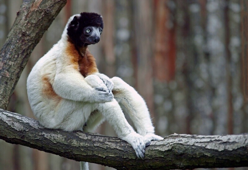 ​18 фото сифак, самых веселых приматов планеты, которым жизнь в удовольствие