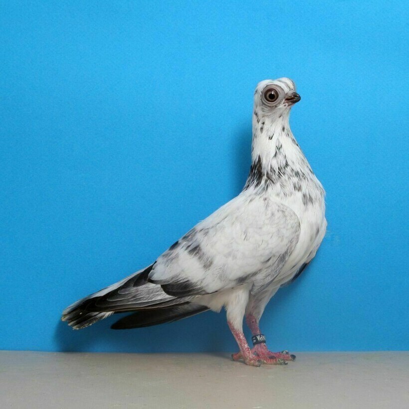 Что за птица такая: поразительные голуби, которые выглядят как мультяшки