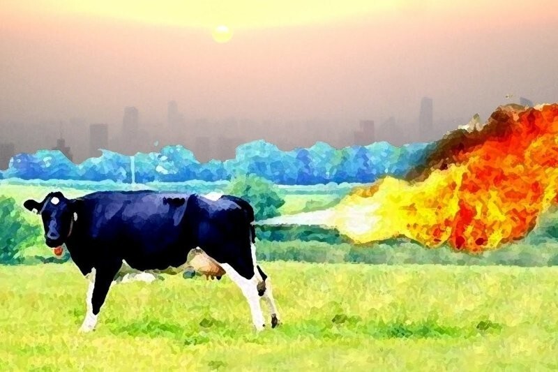 Действительно ли коровий пердеж одна из причин парникового эффекта