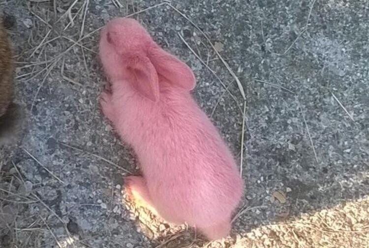 Розовый кролик, который родился в Италии