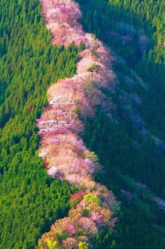 Дикие вишнёвые деревья в Японии