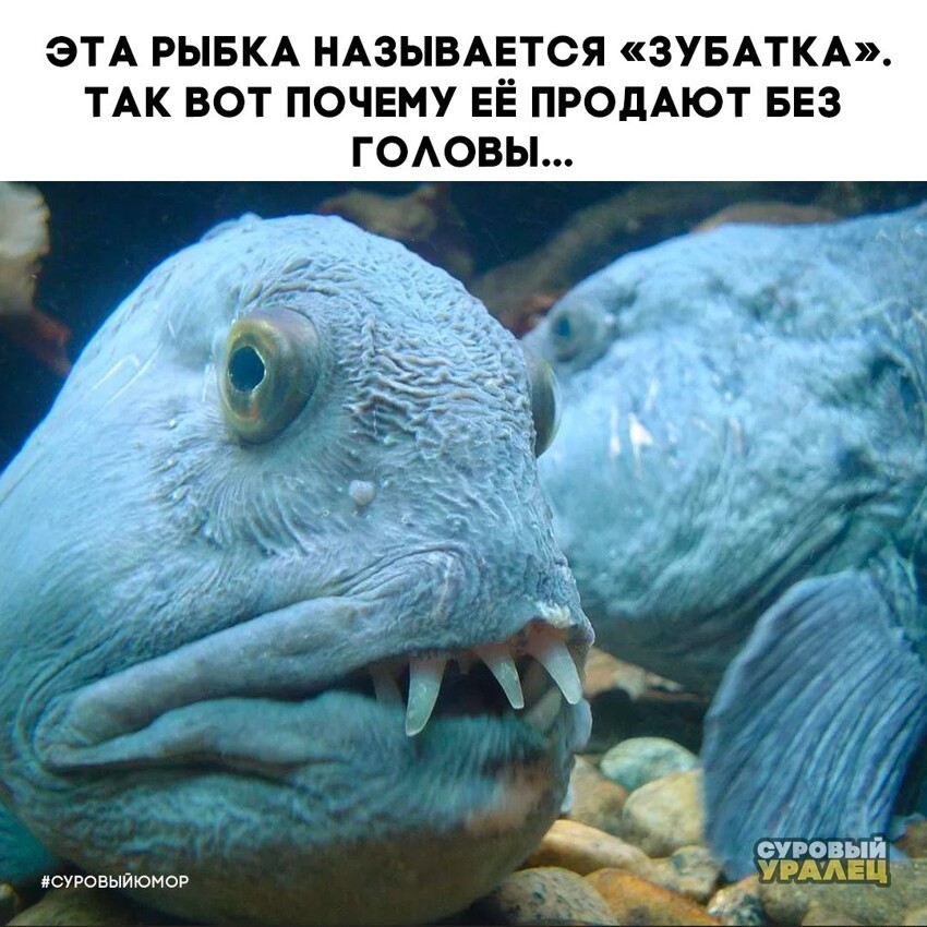 Утренняя улыбака