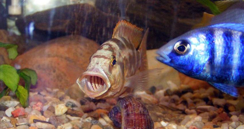Нимбохромис Ливингстона: Рыба с очень странным способом охоты. Она просто лежит на боку. И это работает! В чём её секрет?