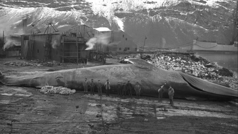 Экспедиция Шеклтона на островах Южная Георгия заготовляет китовое мясо для 26 человек и 61 ездовой собаки перед тем, как отправиться в Антарктиду. 1914 год