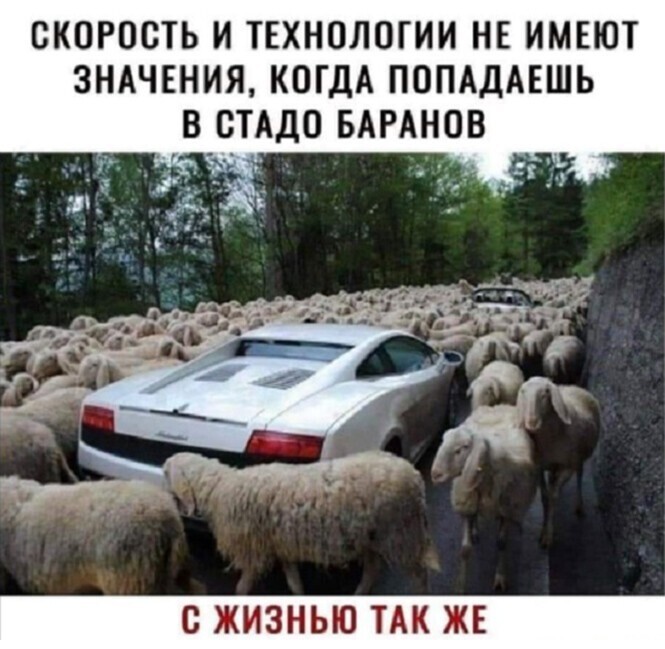 Смешные и познавательные картинки