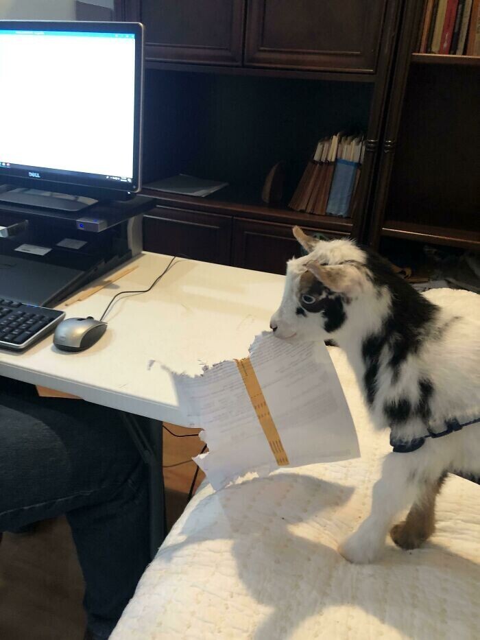 "Хозяин, я проверил все документы"
