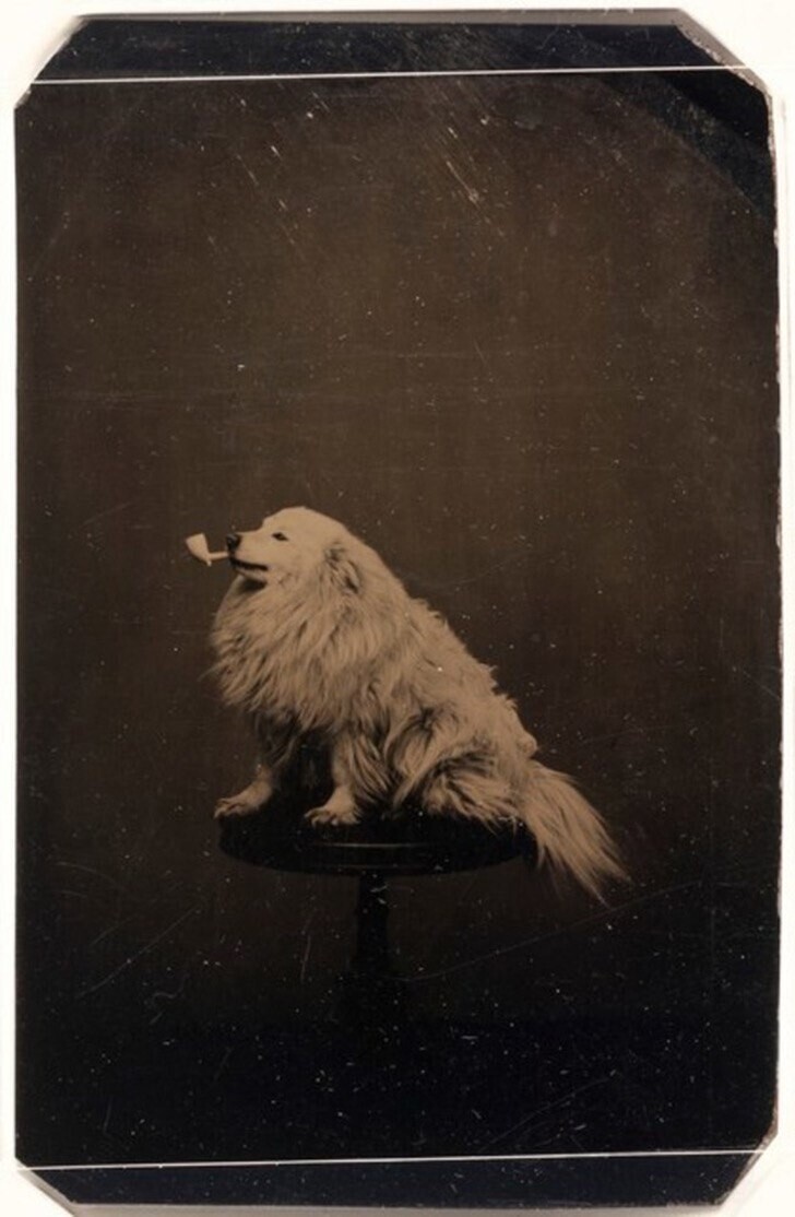 6. Дурацкие фотографии с животными стали делать еще в 1875 году