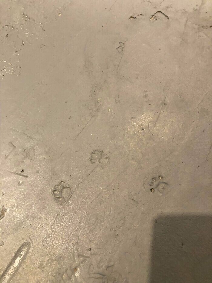 9. "Мы нашли отпечатки кошачьих лап на бетоне в нашем 116-летнем доме"