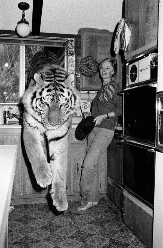 Актриса Типпи Хедрен со своим домашним тигром на кухне дома в Лос-Анджелесе, 1981 год