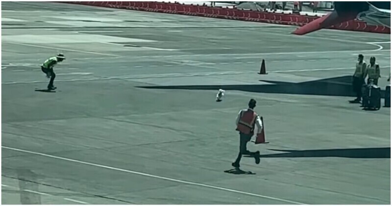 Собачий побег в мексиканском аэропорту попал на видео