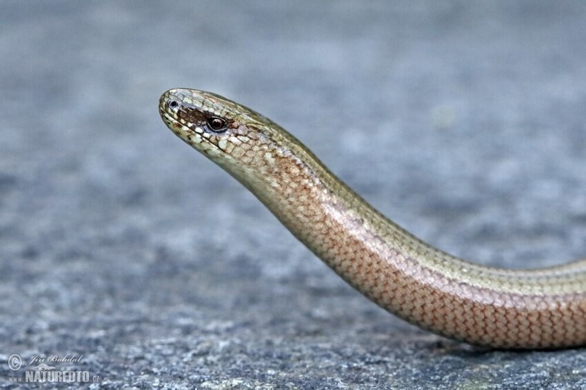 Ломкая веретеница: Как отличить ядовитую змею от доброй безногой ящерицы?