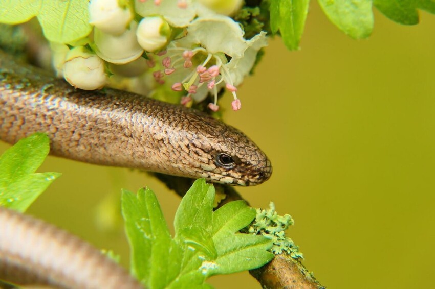 Ломкая веретеница: Как отличить ядовитую змею от доброй безногой ящерицы?