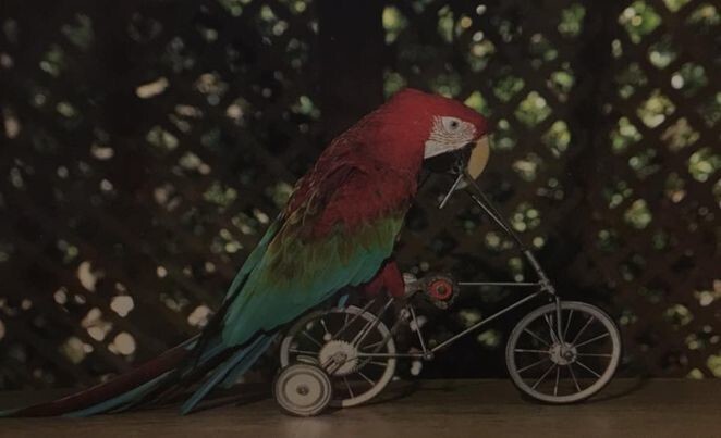 10. Шоу «Райские птицы» с попугаями, катающимися на велосипедах
