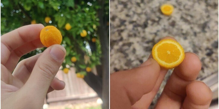 Крошечный апельсин