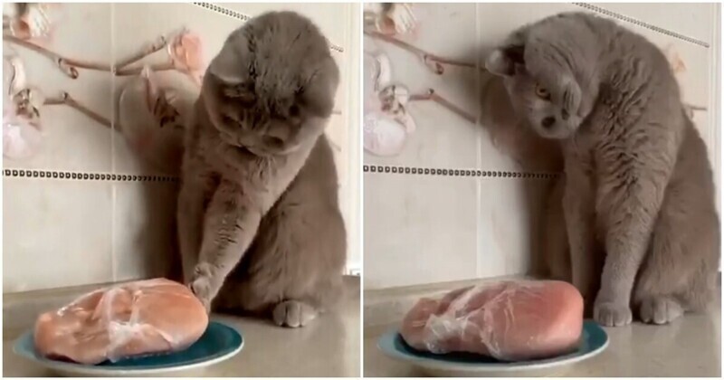 "Это всё мне?" Кот пытается понять, что делать с куском мяса