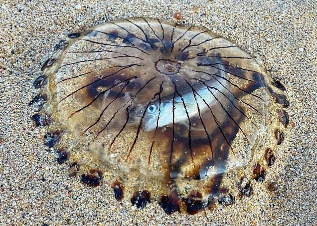 Рыба внутри медузы