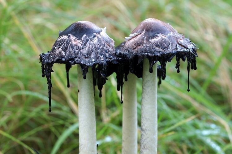 16 раз, когда люди пошли за грибами, и нашли экземпляры словно из сказочного леса