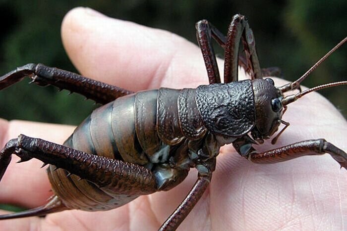 Топ 10 самых больших насекомых в мире
