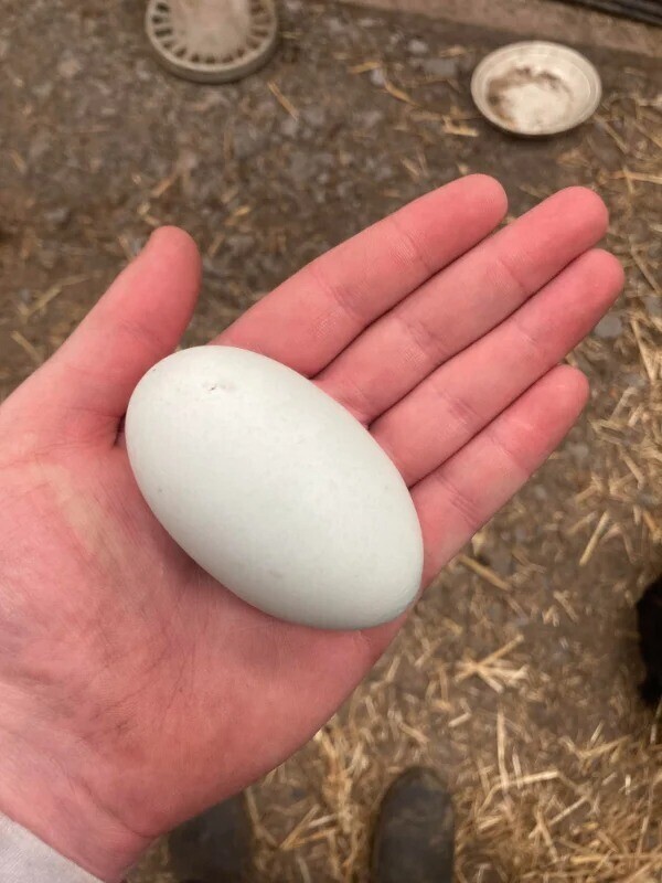 Необычно "длинное" яйцо