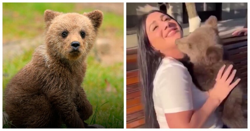 В Грозном медвежонок чуть не откусил девушке подбородок во время фотосессии