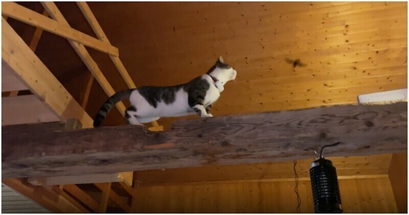 Одной левой: кошка против летучей мыши
