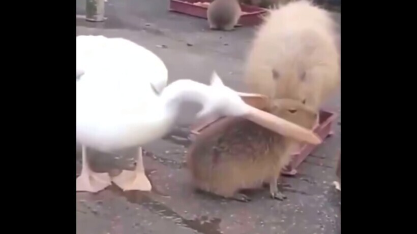 Пеликан пытается съесть детеныша капибары