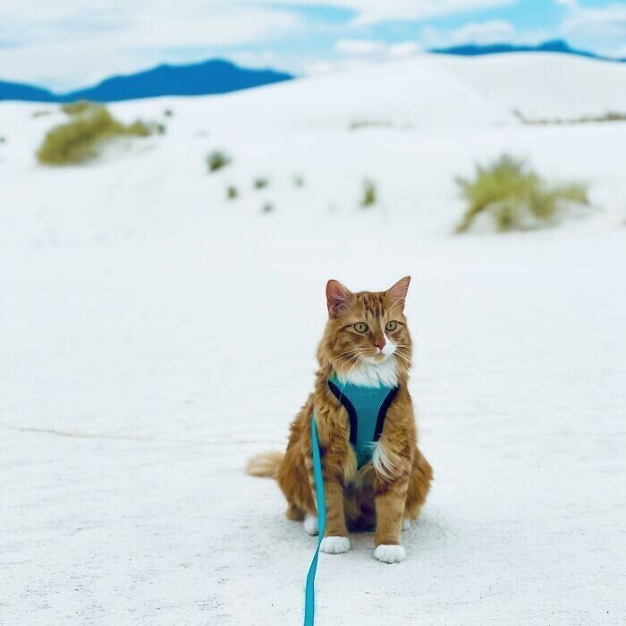 Кот ходит в походы и катается на лыжах с хозяевами