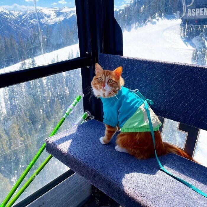 Кот ходит в походы и катается на лыжах с хозяевами