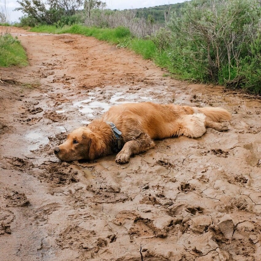 Собаки, которых хлебом не корми, дай как следует вываляться в грязи