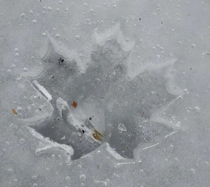 Кленовый лист, лежавший на льду, некоторое время не давал воде замерзнуть