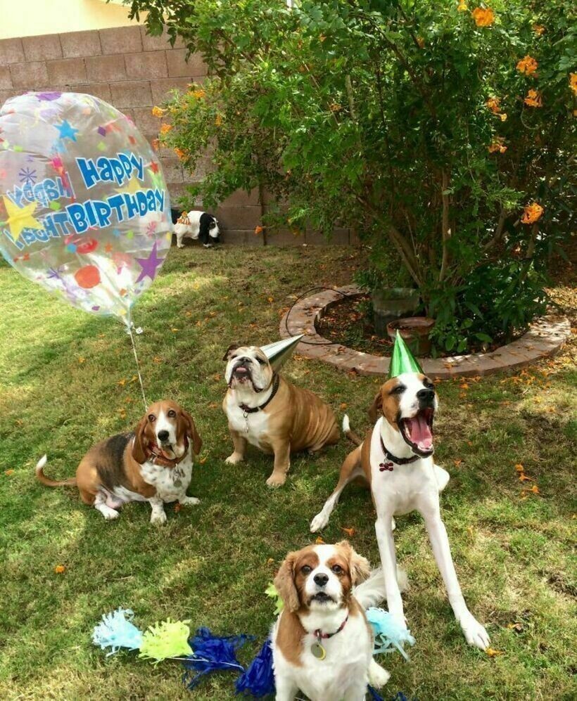 21 умилительное фото собак, которым хозяева устроили вечеринку в день рождения