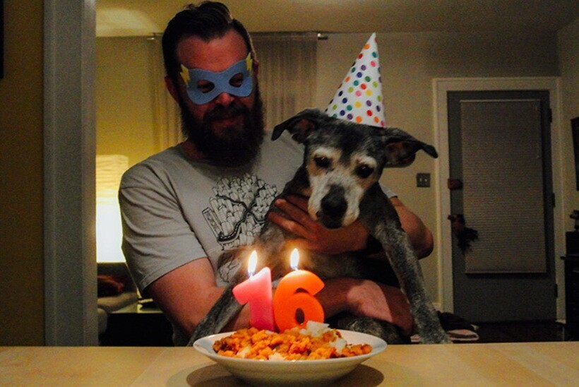 21 умилительное фото собак, которым хозяева устроили вечеринку в день рождения