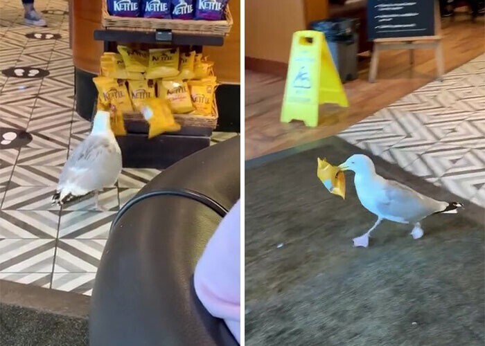 В супермаркете Англии орудует чайка-вор