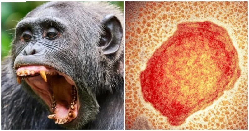 И снова здравствуйте: будет ли пандемия обезьяньей оспы?