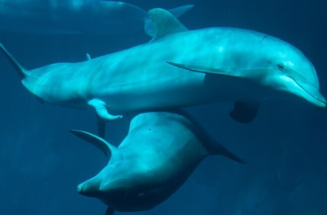 5. Дельфины-самцы убивают детёнышей дельфинов-самок, чтобы заставить их снова размножаться.  Самки нашли идеальный способ противостоять этому