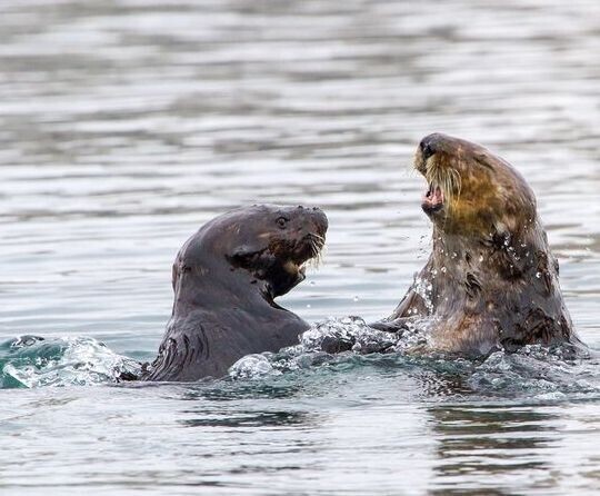 20. Из чистого сексуального расстройства самцы морских выдр насилуют детёнышей тюленей, если рядом нет самок выдр