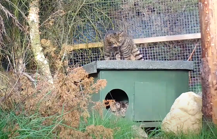 В парке дикой природы Хайленд родились восемь детенышей шотландской дикой кошки