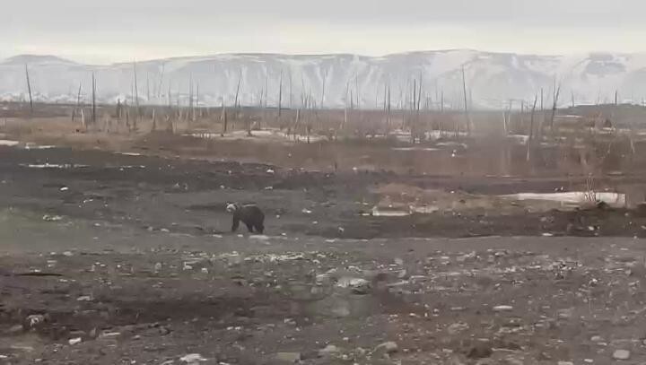 сегодня медведь гулял в Оганере (Норильск) 