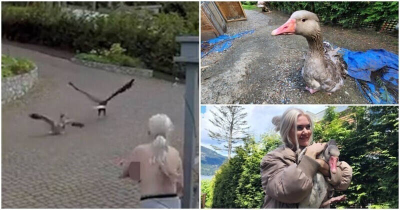 Кормившая ребёнка женщина отогнала хищную птицу от гуся