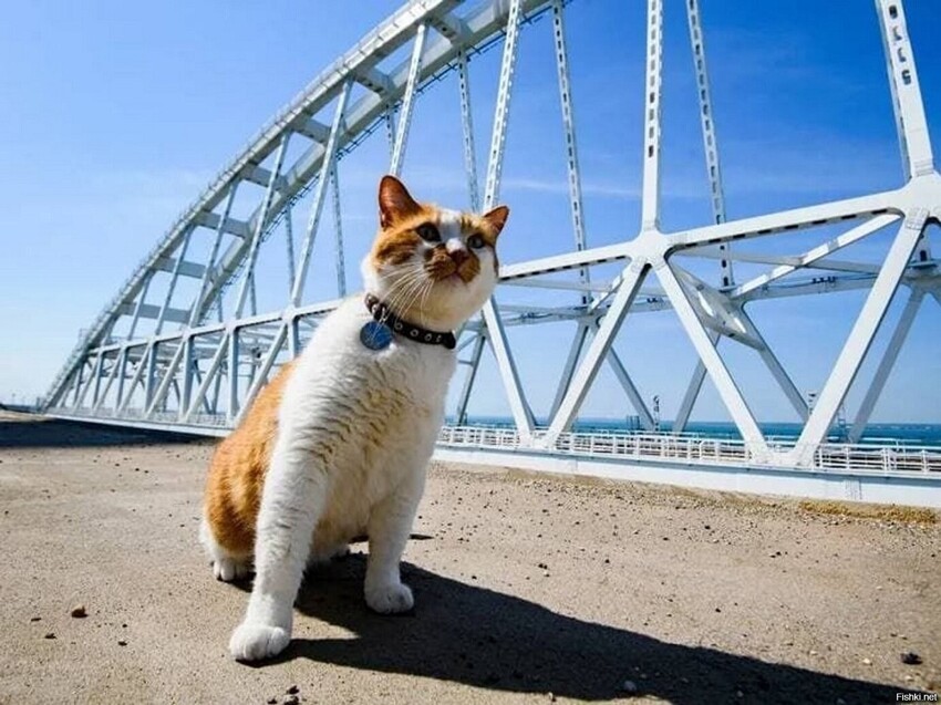Крымский кот Мостик