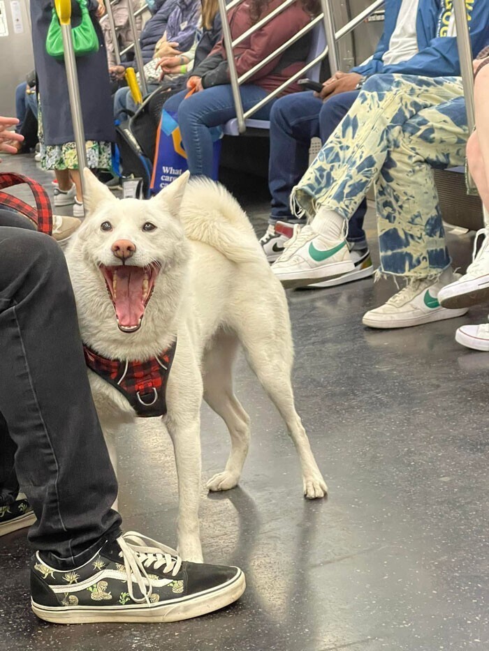 Жизнерадостный пес в метро