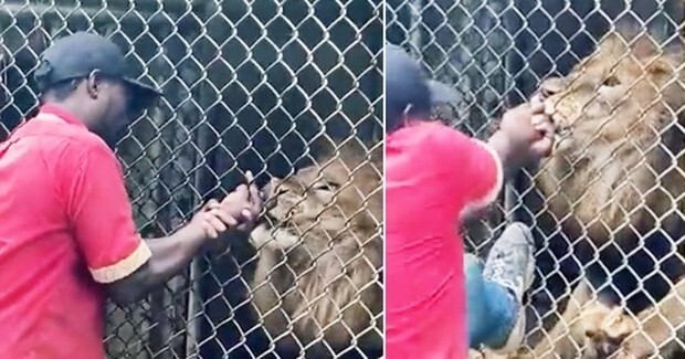 Работник зоопарка раздразнил льва и поплатился за это пальцем