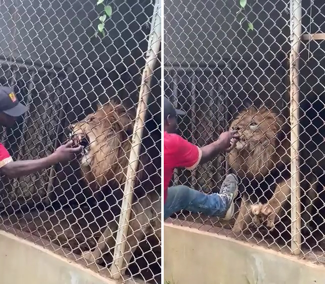 Работник зоопарка раздразнил льва и поплатился за это пальцем