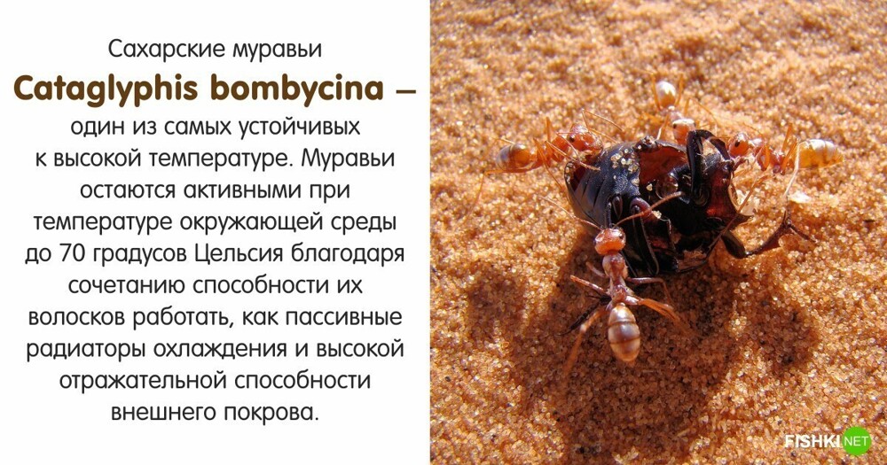 Мирмекология: малоизвестные факты о муравьях