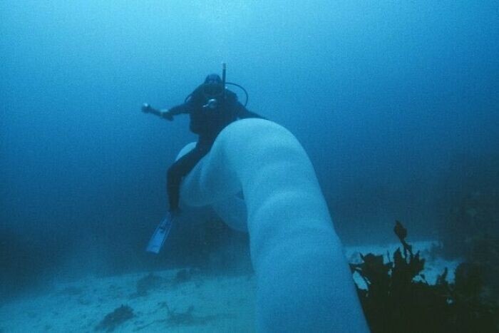 28. Дайвер верхом на гигантском подводном черве (Pyrosoma Atlanticum)